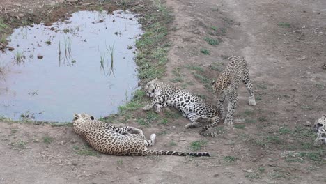 El-Leopardo-Ha-Salido-De-La-Jaula-Y-Va-A-Beber-Agua,-Pareja-De-Leopardos