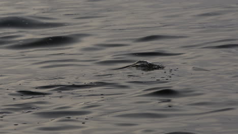 Detailed-closeup-of-water-bubbling-and-current-ripple-peaks-into-wave,-slow-motion