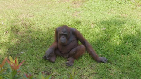Male-adult-Orangutan-Sitting-On-The-Grass-Under-The-Shade-Of-a-Tree