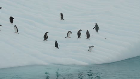 Eine-Gruppe-Eselspinguine-In-Der-Antarktis-Spielt-Auf-Einem-Schwimmenden-Eisberg,-Bevor-Sie-Ins-Wasser-Rutscht-Und-Eintaucht