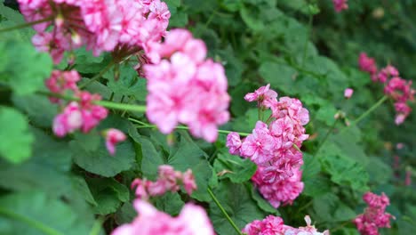 Close-up-rack-focus-shot-capturing-beautiful-pink-geraniums-Survivor®-Pink-Batik-flowering-plants-blooming-in-the-greenhouse-environment