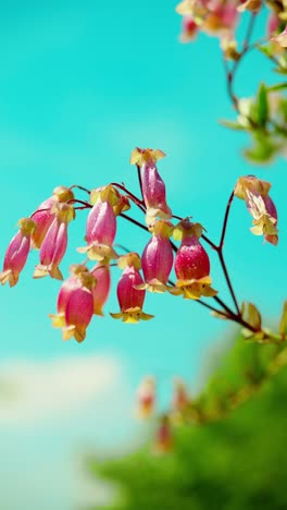 Esta-Encantadora-Escena-Captura-El-Resplandor-De-Una-Planta-Kalanchoe-Bañada-Por-La-Luz-Del-Sol,-Enclavada-En-Medio-De-Una-Exuberante-Hierba-Verde-Bajo-Un-Dosel-De-Cielos-Despejados-Y-Azules.