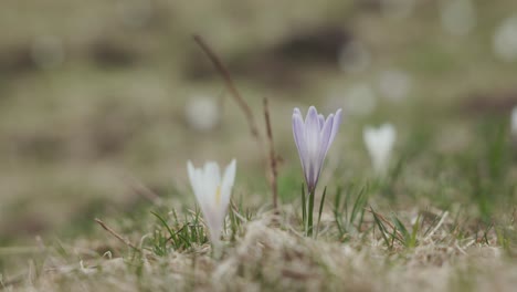 Nahaufnahme-Von-Krokusblüten,-Die-In-Den-Bergen-Wachsen