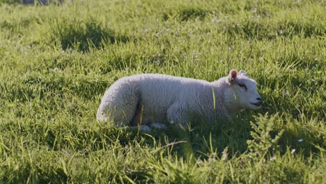 Lindo-Animal-Oveja-Muñeca-Cordero-Ganado-Pastando-En-El-Campo-De-Pasto-Hierba-A-La-Luz-Del-Día-Día-Soleado