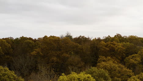 Drohne-Steigt-Entlang-Der-Herbstlichen-Baumkronen-Im-Ozark-National-Forest-Von-Arkansas-Auf