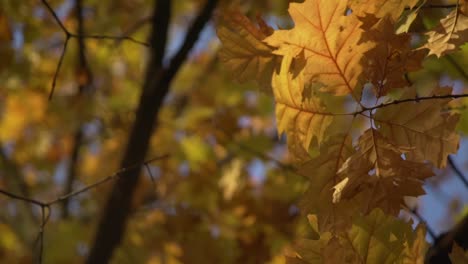 Orange-Und-Gelbe-Blätter-Im-Herbst-Im-Cullen-Gardens-Central-Park-In-Whitby,-Kanada