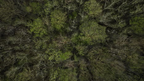 Bird's-Eye-View-Over-Forest-Trees-In-William-B