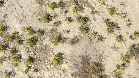 Desert-Landscape-Yellow-Wildflowers,-Rising-Aerial