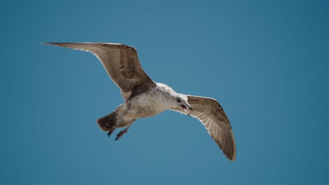 Closeup-of-Gull-Calling-Other-Birds-In-Cabo,-Baja-California-Sur,-Mexico