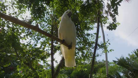 Ein-Weißer-Kakadu-Dreht-Neugierig-Seinen-Kopf-In-Richtung-Kamera