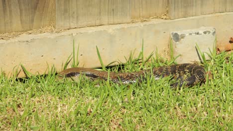 Blue-Tongue-Lizard-Moving-By-Fence-In-Garden