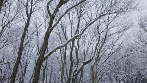 Snow-covered-branches-of-Winter-Forest,-Northern-Japan-Woods
