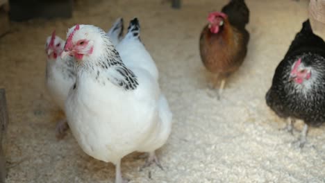 Hens-in-hen-house,-small-backyard-chicken-coop