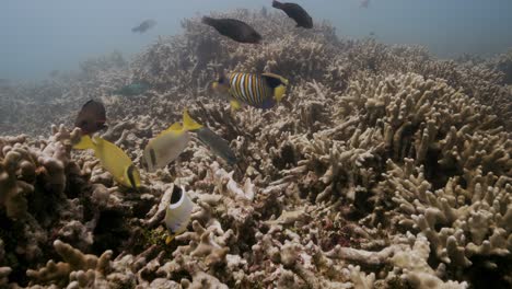 Colorful-tropical-reef-fish,-angelfish,-rabbit-fish,-butterfly-fish,-parrotfish-are-feeding-on-a-coral-reef-in-clear-water