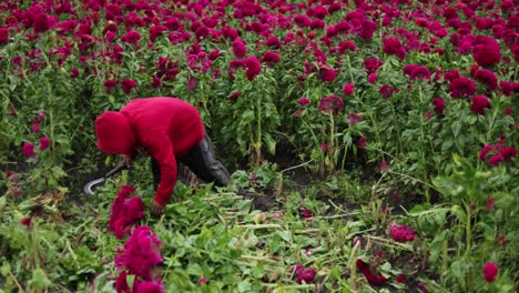 Panoramic-scene-video-of-a-single-farmer-harvesting-velvet-flowers,-the-whole-crop-in-the-background
