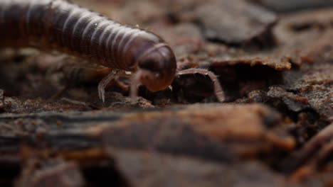 Selective-focus-of-tiny-millipede-crawling-in-forest,-macro-shot