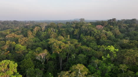 Beautiful-drone-shot-of-dense-jungle-in-Guyana,-South-America