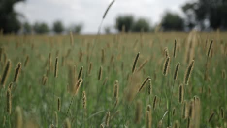 Slow-motion-pan-as-grass-blows-in-the-wind-in-dramatic-slow-motion