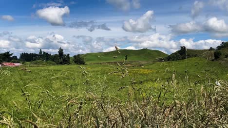 Sliding-shot-of-grass-field-and-rolling-green-hills-with-blue-sky-and-fluffly-white-clouds,-New-Zealand