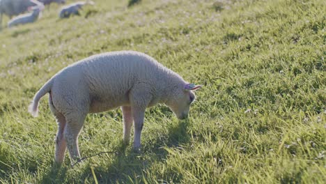 Niedliche-Tier-Schafe-Dolly-Weißes-Lamm-Vieh-Weidet-Auf-Der-Weide-Feld-Gras-Bei-Tageslicht-Sonnigen-Tag