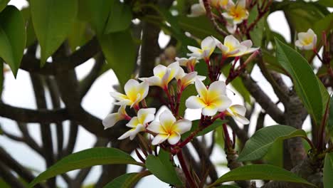 Close-up-of-beautiful-white-tropical-flowers-softly-waving-in-wind