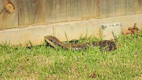 Blue-Tongue-Lizard-Sitting-By-Fence-In-Garden
