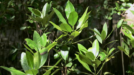 Mangrove-seedlings-receiving-enough-sunlight-where-it-is-planted-in-the-estuarine-coastal-waters-of-Bangphu-Recreation-Area-in-Samut-Prakan-in-Thailand