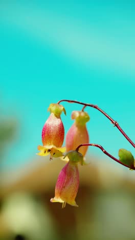 Esta-Encantadora-Escena-Captura-El-Resplandor-De-Una-Planta-Kalanchoe-Bañada-Por-La-Luz-Del-Sol,-Enclavada-En-Medio-De-Una-Exuberante-Hierba-Verde-Bajo-Un-Dosel-De-Cielos-Despejados-Y-Azules.