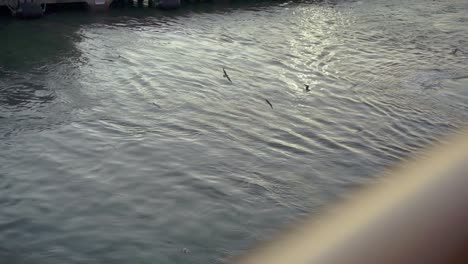 Pájaros-Volando-Alrededor-Del-Barco-Y-El-Muelle-Por-La-Noche