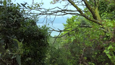 Parallax-effect-among-trees-with-a-boat-sailing-under-the-azure-sky-at-Lake-Garda