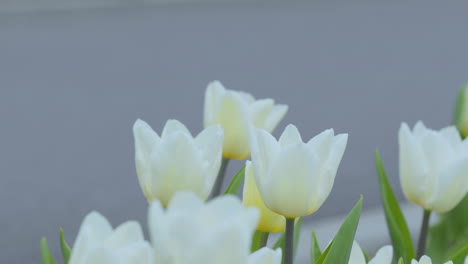 Ein-Strauß-Weißer-Tulpen-Mit-Gelber-Mitte-Blüht-Elegant,-Die-Blüten-Heben-Sich-Von-Einem-Weichen-Grauen-Hintergrund-Ab