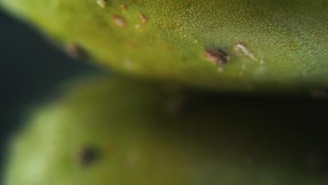 Macro-detailed-video-of-a-sabra-cactus,-green-tropical-fruit,-with-tiny-spikes-and-water-drops,-on-a-rotating-stand,-mirror-reflection,-tilt-up,-studio-lighting-flare,-4K-video