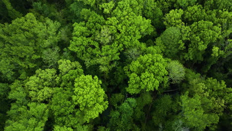 Lush-green-canopy-in-big-cypress-tree-state-park,-tennessee,-highlighting-dense-forest-texture,-aerial-view
