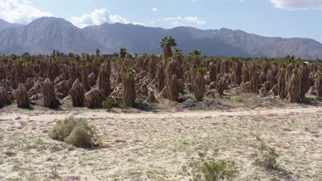 Riesige-Palmenplantagen-In-Trockenen-Ödländern