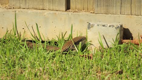 Blauzungenechse-Liegt-Still-Im-Grasgarten-Und-Atmet-Maffra,-Gippsland,-Victoria,-Australien,-Sonniger-Tag