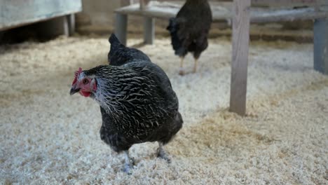 Hens-indoors-in-hen-house,-small-backyard-chicken-coop