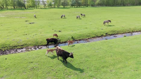 Wilde-Wildpferde-Und-Auroxen-Kühe-Fressen-Gras-In-Einer-Offenen-Landschaft-Am-Ufer-Des-Pape-Sees,-Lettland