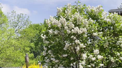 Weißer-Flieder-In-Voller-Blüte-An-Einem-Leicht-Bewölkten-Tag