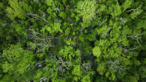 Copas-De-árboles-Verdes-En-El-Parque-Estatal-Big-Cypress-Tree-En-El-Condado-De-Welley,-Tennessee,-Estados-Unidos
