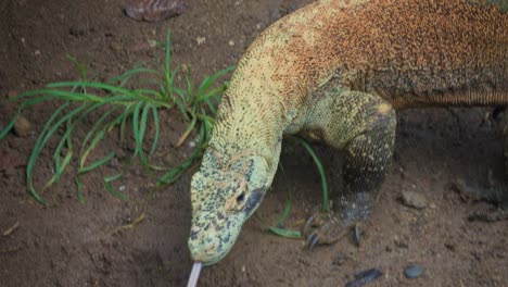 juvenile-Komodo-dragon-sniffing-for-prey-by-flicking-its-forked-tongue-and-sensing-the-air