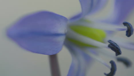 Eine-Makroaufnahme-Einer-Blauen-Blume-Mit-Fokus-Auf-Die-Gelbe-Mitte-Und-Die-Tiefblauen-Staubblätter,-Mit-Einem-Weichgezeichneten-Hintergrund