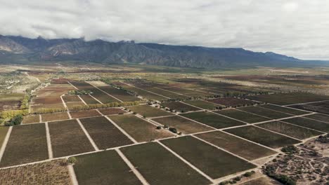 Panoramablick-Auf-Ein-Tal-Voller-Torrontés--Und-Malbec-Traubenplantagen-In-Salta,-Argentinien,-Südamerika