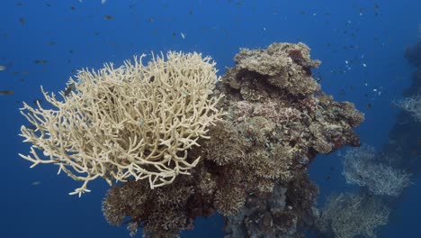 Tropisches-Korallenriff,-Die-Kamera-Schwimmt-Auf-Eine-Wunderschöne-Geweihkorallenformation-Auf-Einem-Schiffswrack-In-Palau,-Mikronesien-Zu