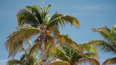 Coconut-Palm-Trees-On-A-Breezy-Day-In-Baja-California-Sur,-Cabo,-Mexico