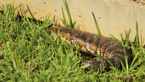 Lagarto-De-Lengua-Azul-Mueve-La-Cabeza-Bajo-La-Valla-En-El-Jardín