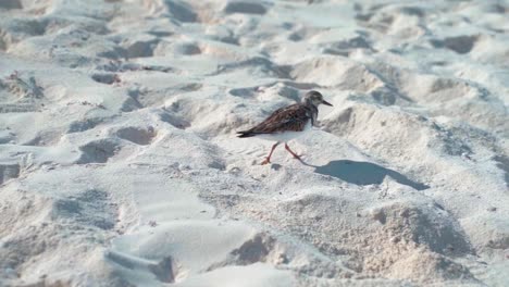 Paseo-De-Pájaros-En-La-Playa-Arena-Lento