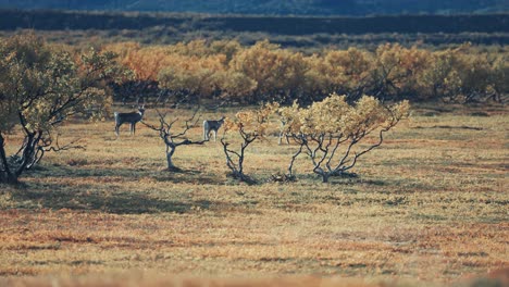 A-small-herd-of-reindeer-stands-behind-birch-trees-in-the-autumn-tundra