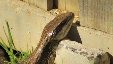 Blue-Tongue-Lizard-Resting-On-Stone-Fence-In-Garden