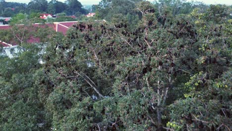 Drone-Acercándose-A-Un-árbol-Infestado-De-Murciélagos-De-La-Especie-Conocida-Como-&quot;gran-Zorro-Volador&quot;-O-Rousettus-Luctus-En-Siem-Reap,-Camboya