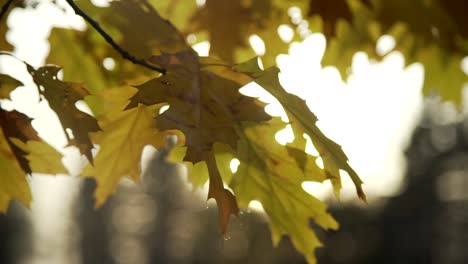 Nahaufnahme-Der-Blätter-Im-Herbst-Mit-Sonnenlicht-Im-Hintergrund-In-Den-Cullen-Gardens-In-Whitby,-Kanada